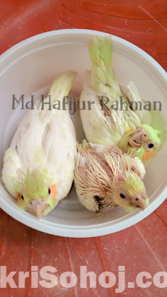 Cockatiel lutino pearl tame size baby